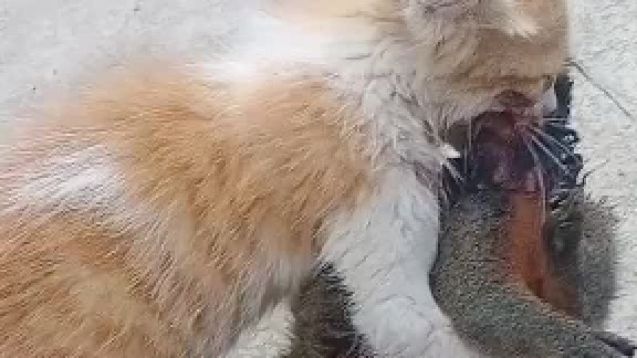 猫：鼠字辈都归我管