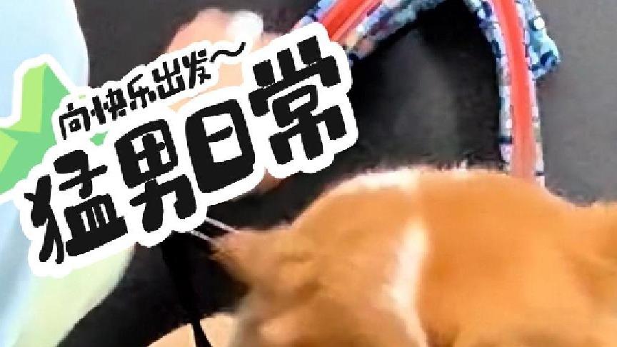 公子哥平平无奇的溜溜日常
