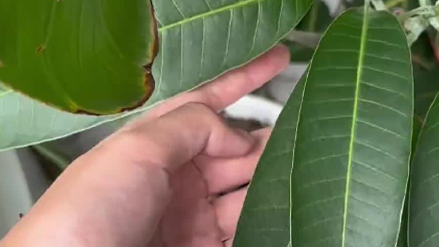 本来只是买了一颗芒果树，没想到得到了一颗宝石！