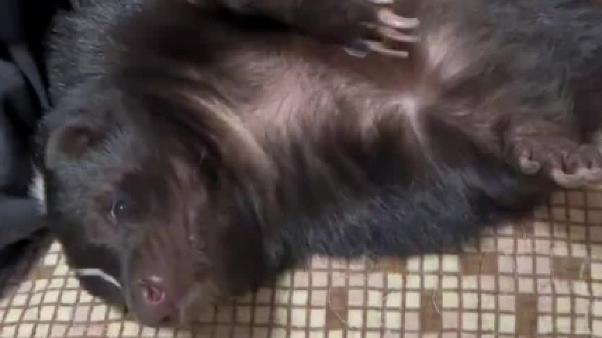 臭鼬：减肥是什么？能吃吗？