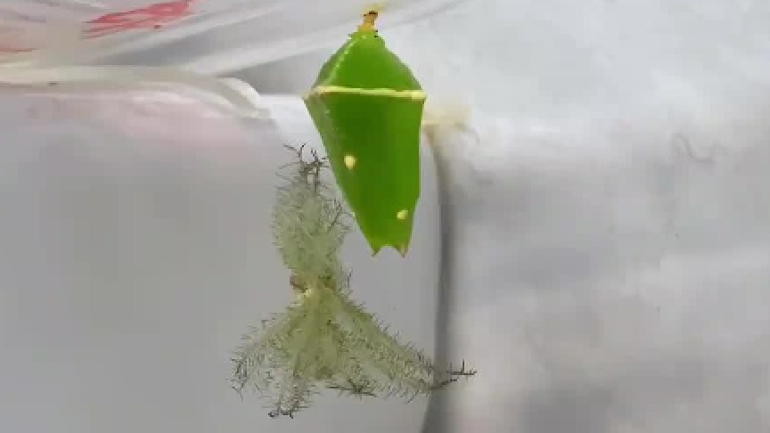 我那翡翠宝石一样的蝴蝶蛹就出了只这样的蝴蝶？