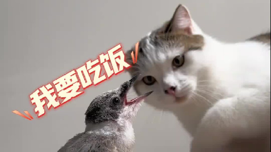 在我家，生物链大概是反过来的……