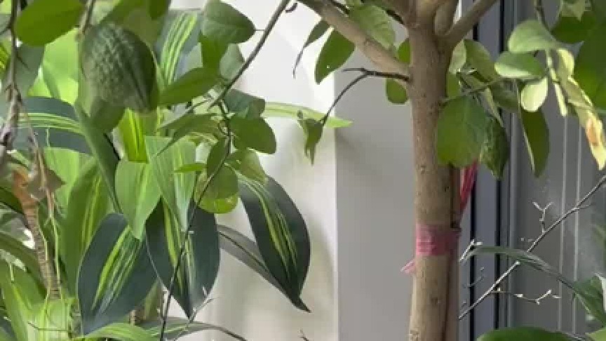 动画片诚不欺我，现实世界真的存在同款生物！