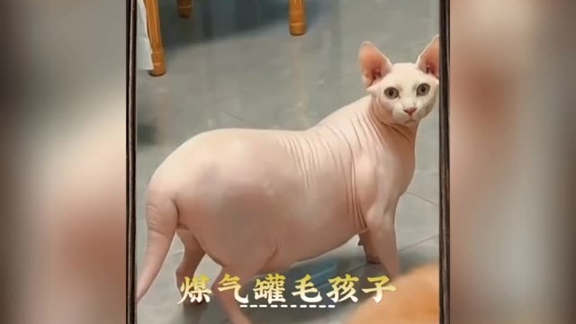 那些胖成猪的猫狗们，可爱你也抱不动