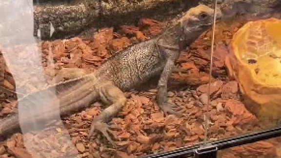 来一次室内露天大洗浴