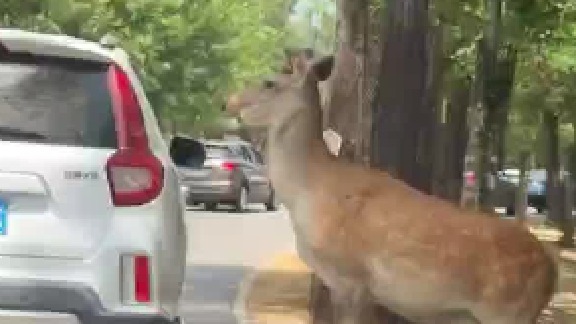 鹿：快走啊，带你去吃旋转小火锅