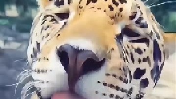 女子给花豹洗澡