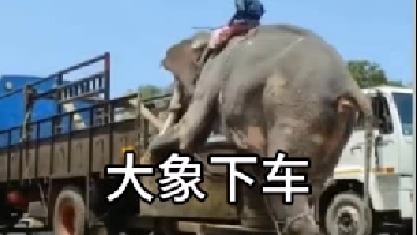 大象下车为什么脚上有铁链子