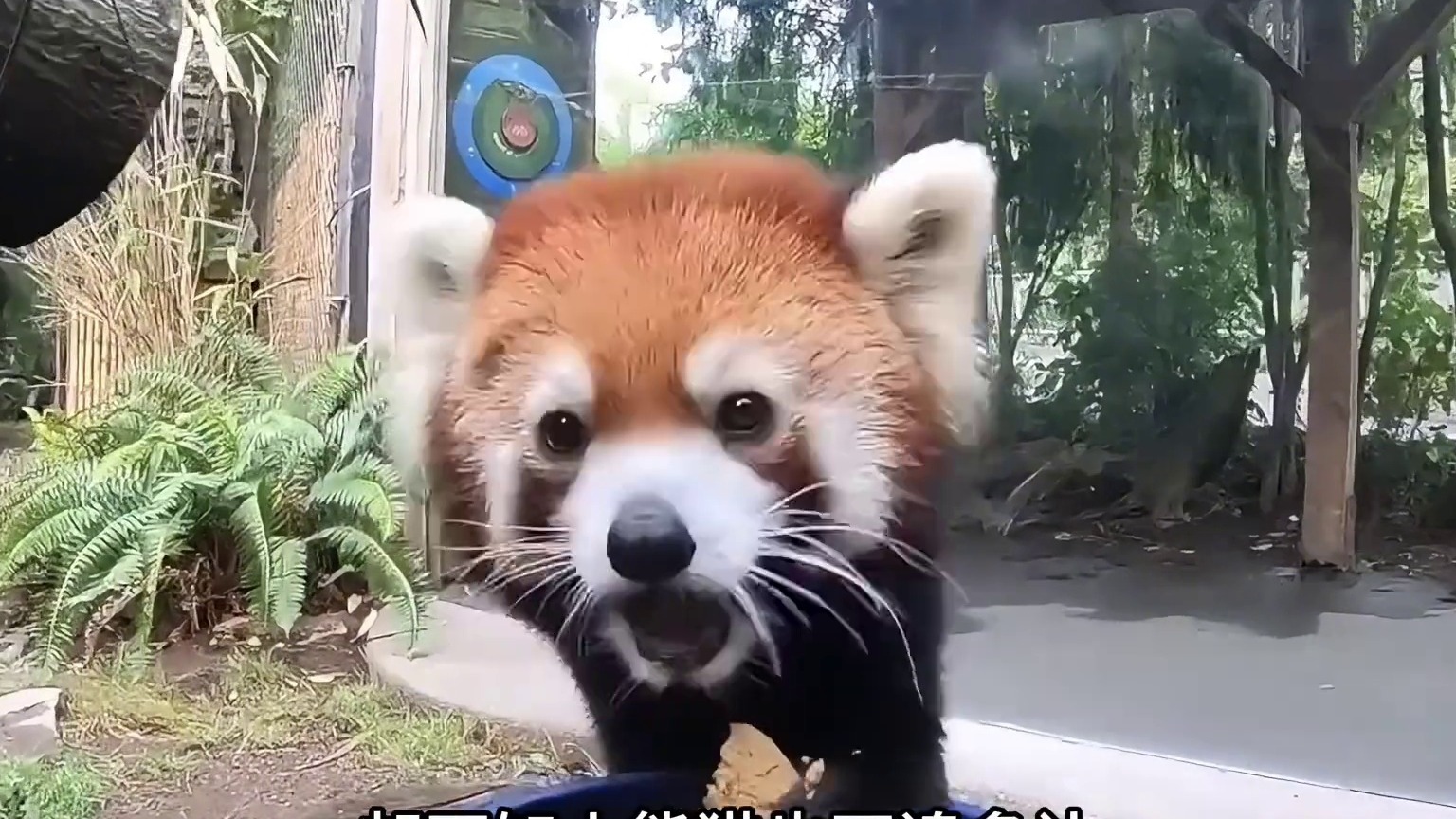 小熊猫的另一大特征，易受惊体质，很容易被吓着