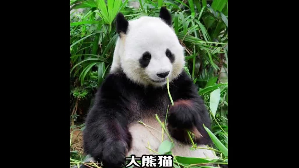 国宝是有点聪明在身上的，但不多