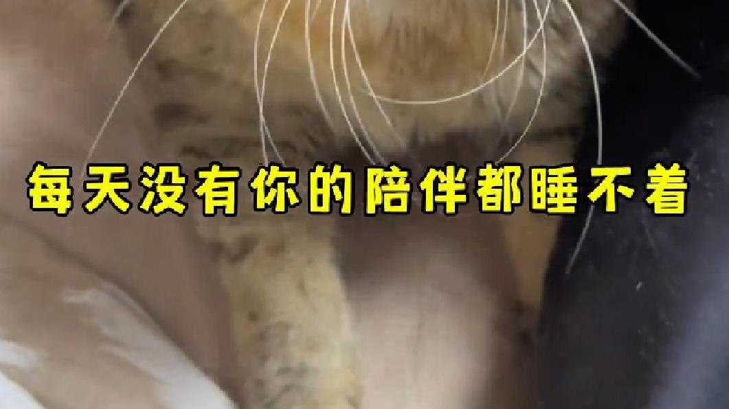 身价1万的田猫姑娘要怎么富养？