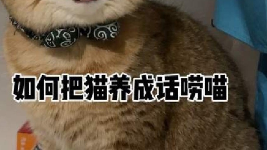 当猫对你叫的时候 不要以为它只是乱喵