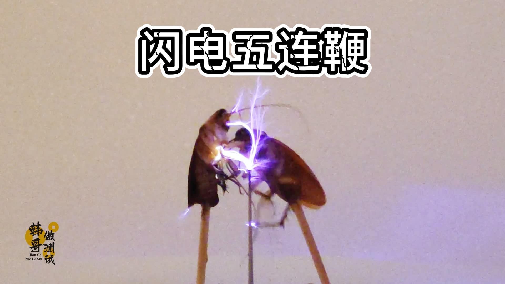 这两只蟑螂已经把闪电五连鞭练的出神入化！