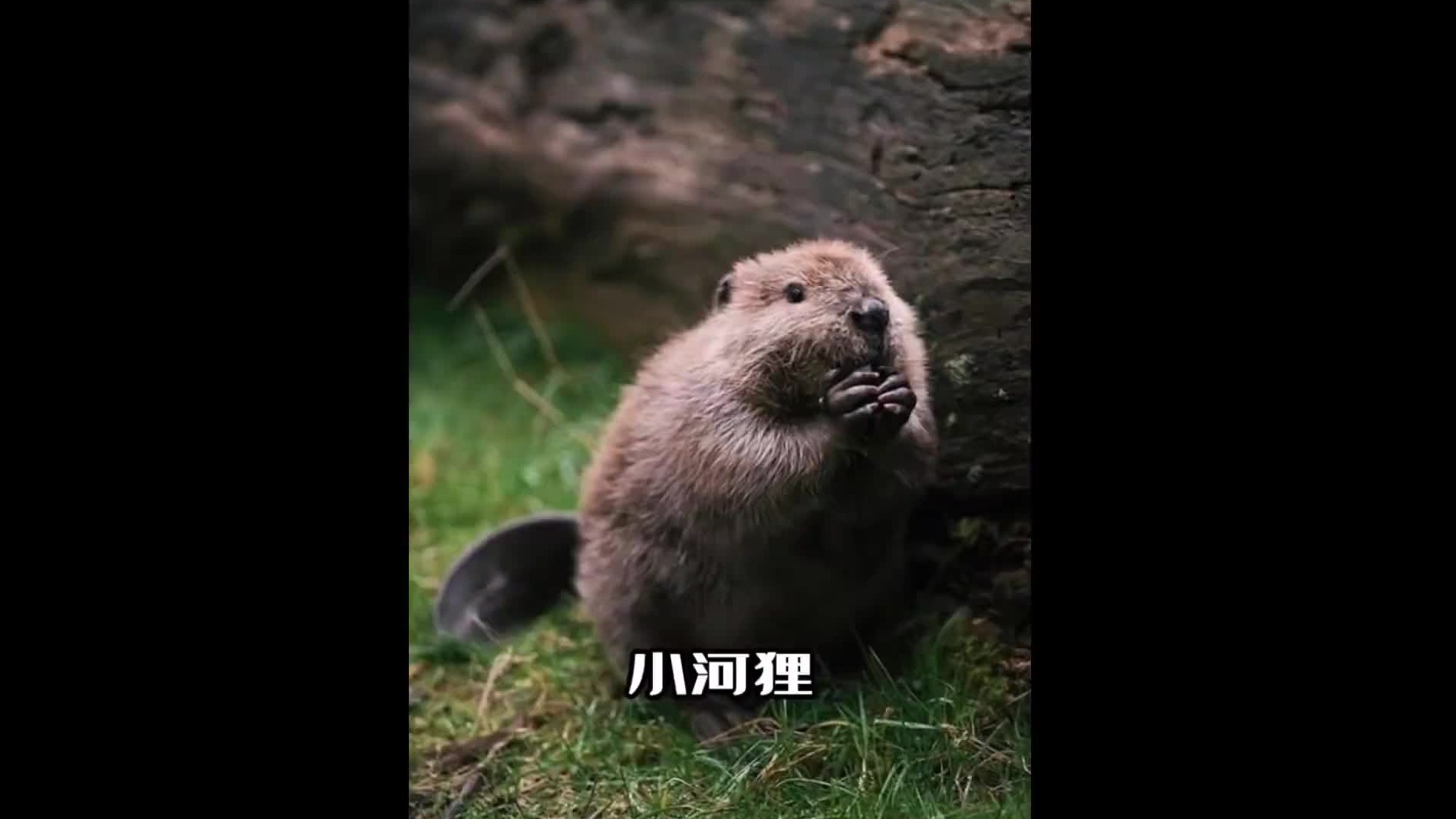 它会迟早成长为一名，优秀的水利工程师