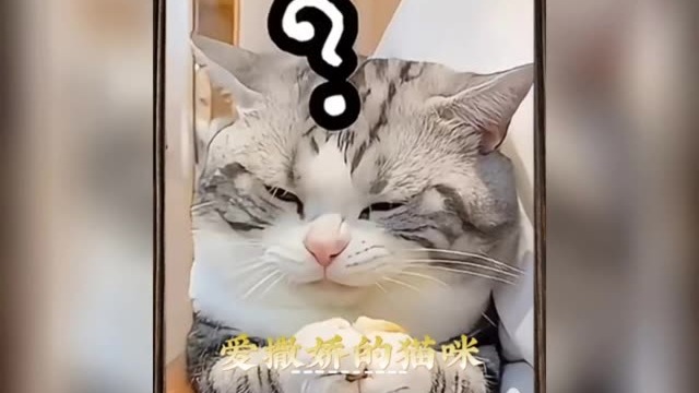 那些爱撒娇的猫咪，这小样谁能顶的住啊