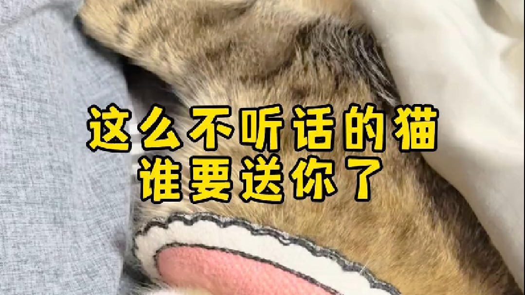 太不听话了！谁要快来认领！