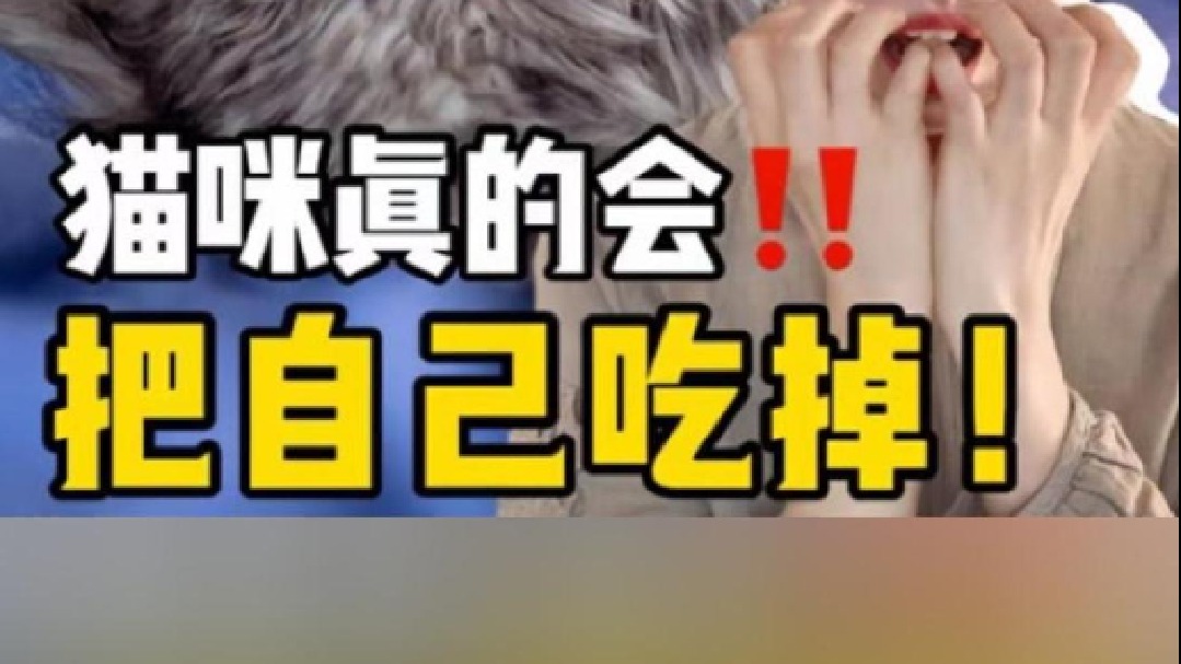 难以置信！猫咪竟然会真的吃掉自己!