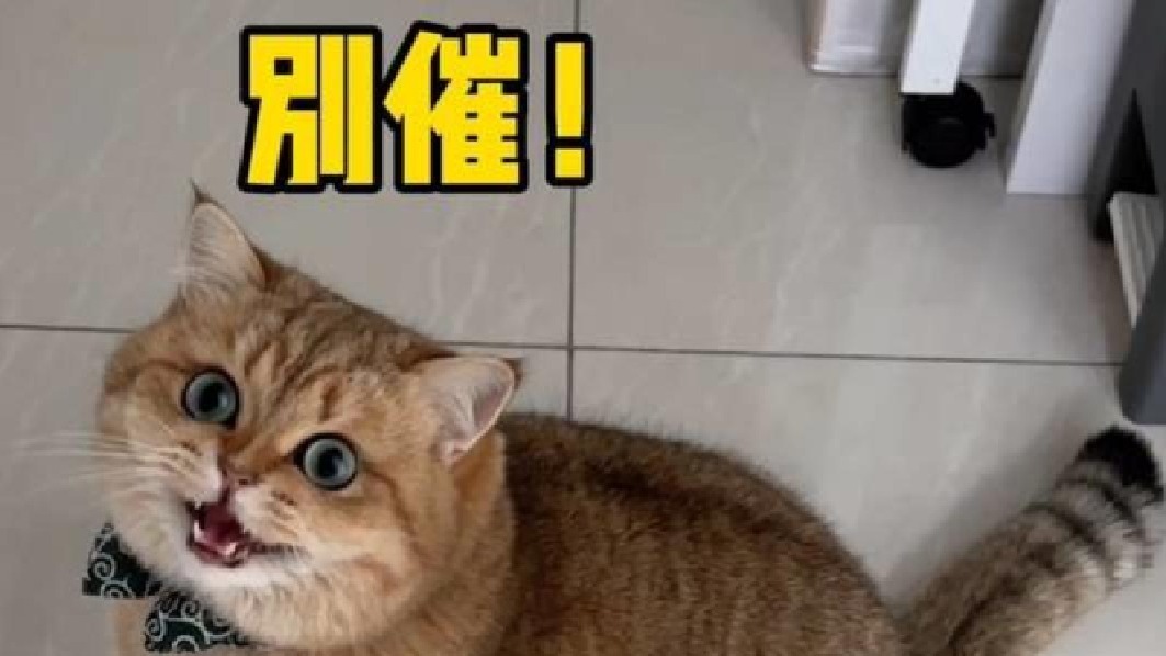 咯噔确诊为逃避型猫格