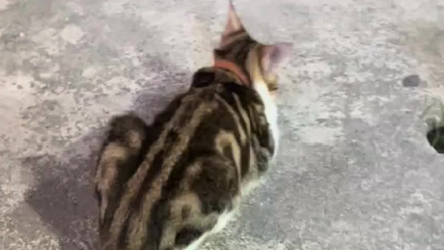 路过的小猫不能乱摸