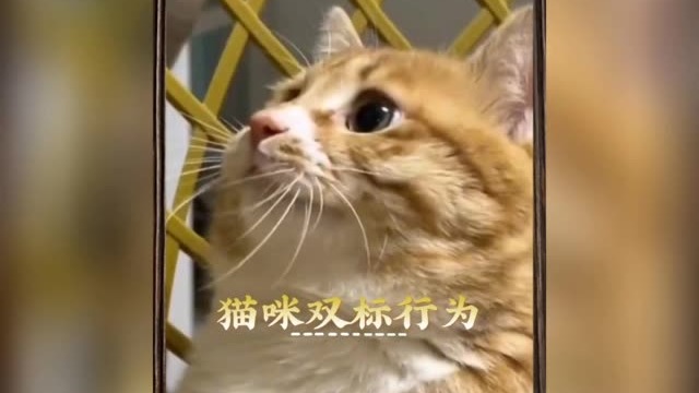 猫咪的沙雕生活双标