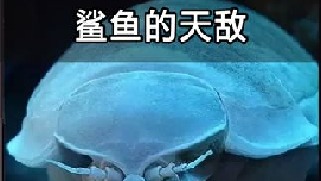 鲨鱼的天敌竟是它？可以一年不吃不喝，极其神秘！