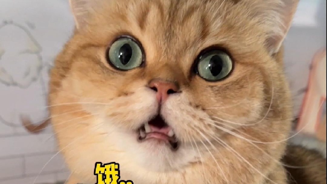 咯噔装傻充愣全靠一张嘴