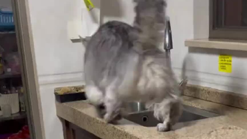 猫咪走到水池边示意主人帮忙打开水龙头，这也太聪明了吧