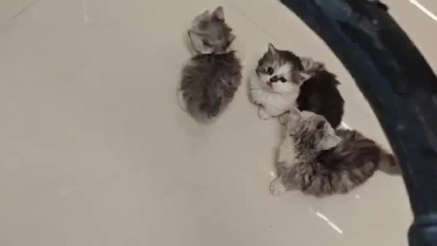 粑粑手机给我，我自己能拍！