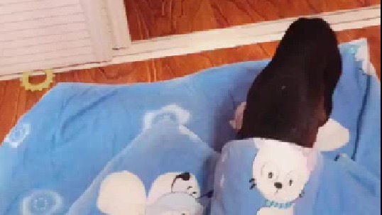 铲屎的 你快给我盖上 你还笑 看这眼神   因为是铺一半盖一半 所以不好盖 笑死我了