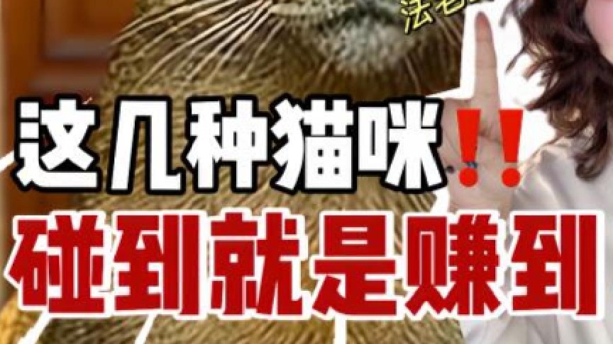 世界上最稀有的几种猫！快看看你家有吗