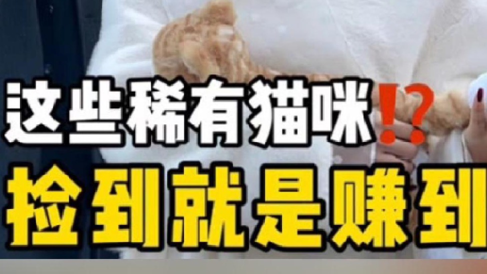 选到就是赚到 这几种猫长大颜值逆天