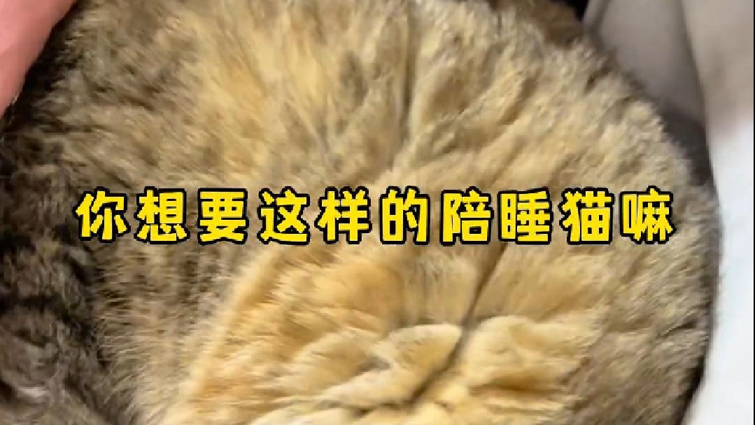 现在必须要给有点灰暖暖床才肯上来陪我睡觉了