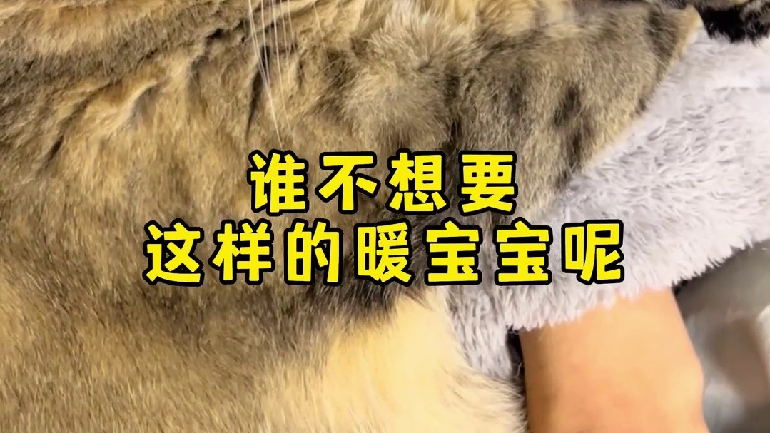 有点灰躺在被窝里简直就是个超大暖宝宝！