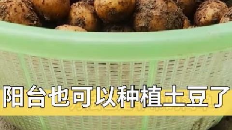 利用废弃几个塑料桶在阳台也能种植出土豆了，而且产量还非常高再不用花钱购买了