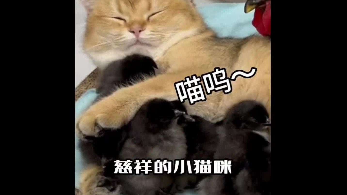胖猫咪展示母爱，老母鸡很惊讶：比我还会带孩子？