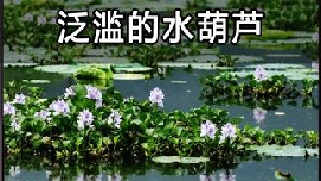 曾泛滥成灾的水葫芦，我国两招将其团灭，如今想见都难！