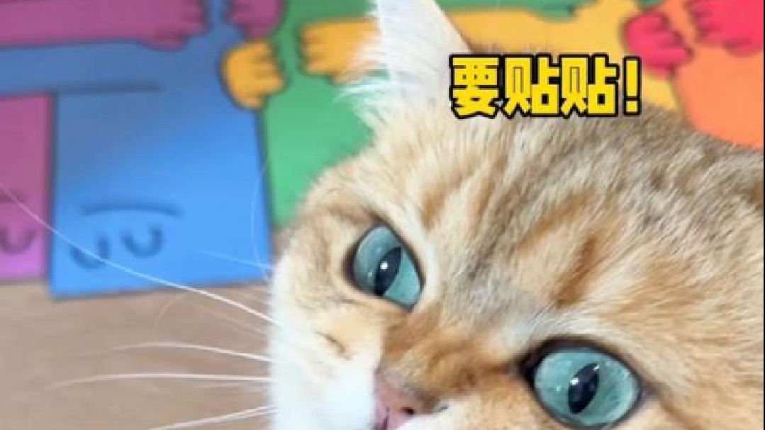 夏天养猫和冬天养猫的感受差那么多嘛！