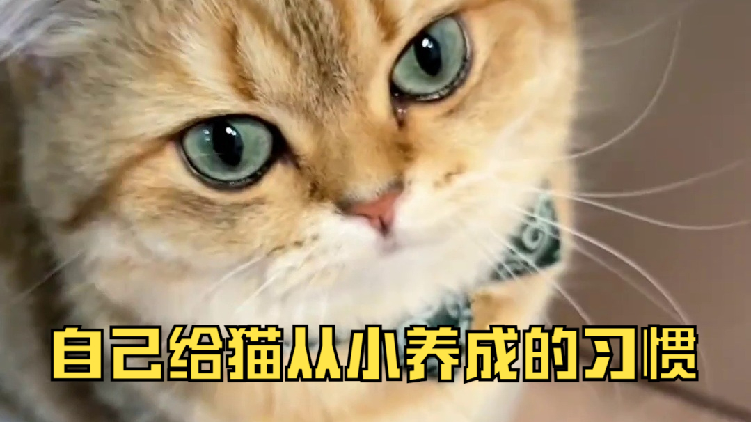 自己给猫从小养成的习惯 被坐也得睡这觉