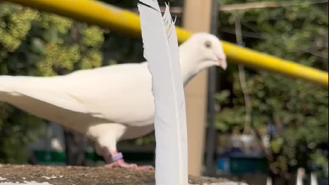 贵鸽两位里面请，请问需要助浴服务吗？