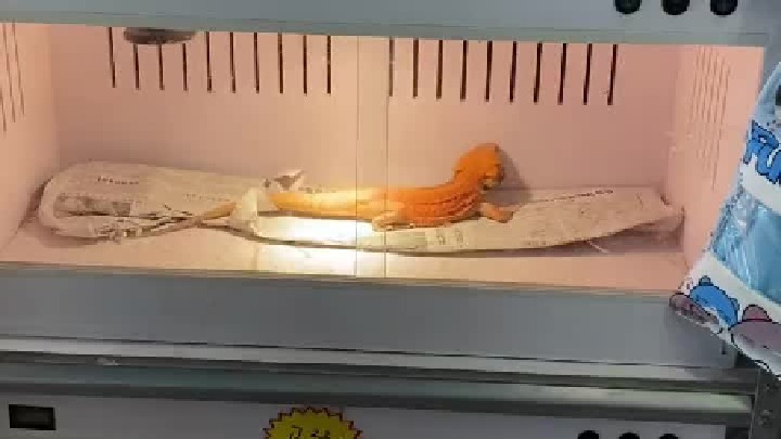 鬃狮蜥 点头哥的称号非它莫属