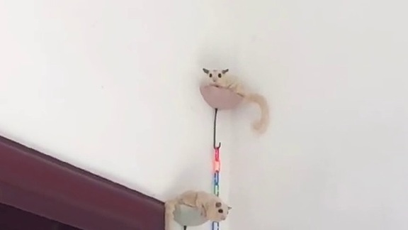 滑翔是本能，飞向你是信任