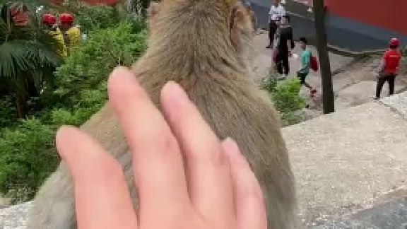 猴子：你敢打我………