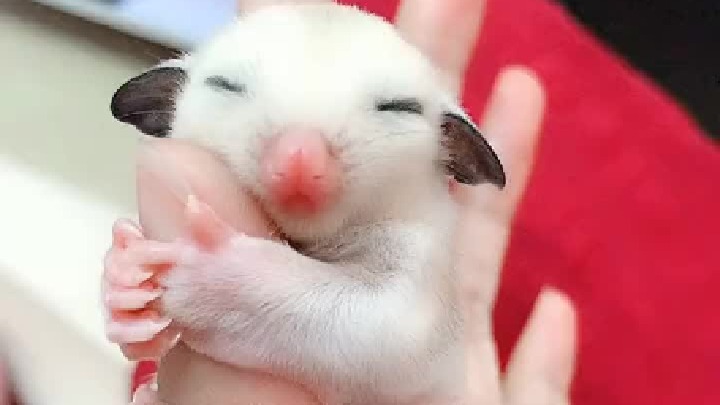 生活有时候太苦了，但它们就是生活中的一块糖。