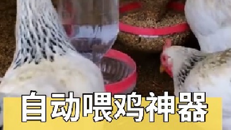利用两个塑料瓶制作懒人定时喂鸡神器，从此解放你的时间