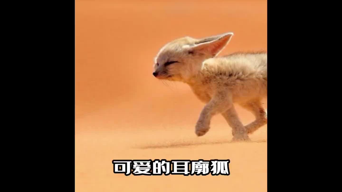 世界上最小的狐狸，沙漠中的小可爱
