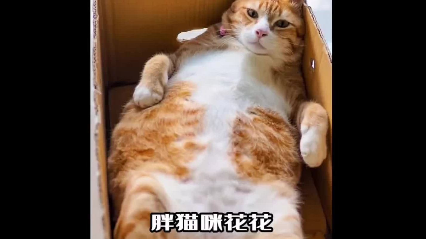 猫咪减肥也困难，吃货根本忍不住