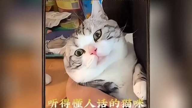 会说话的猫咪