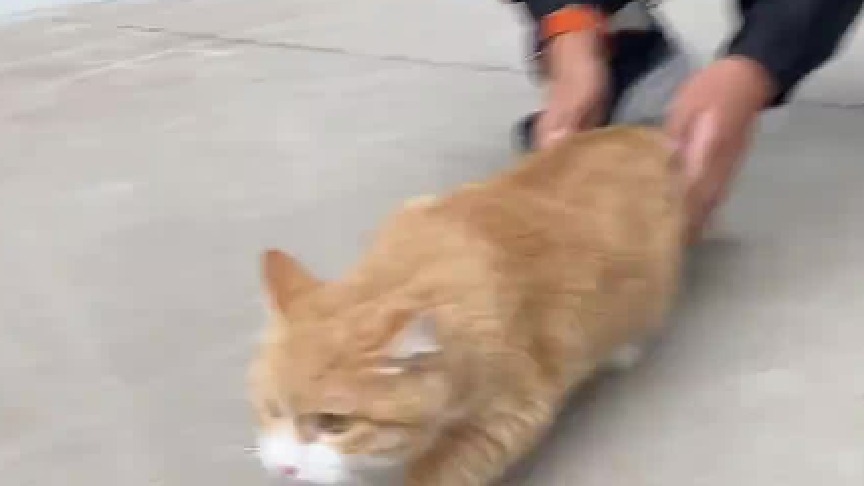 小猫第一次下楼的真实反应