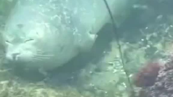 睡着的海豹，有种淡淡的死感