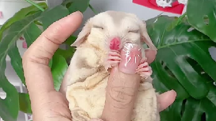 这么大只了还要抱手睡，我的手是席梦思吗